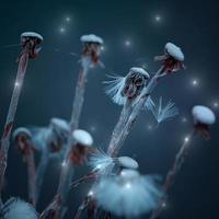 romantic dandelion flower seed in the nature in autumn season photo