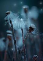 romantic dandelion flower seed in the nature in autumn season photo