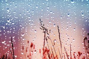 flores y gotas de lluvia en días lluviosos en primavera