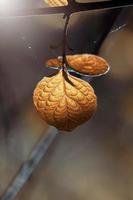 brown tree leaves in autumn season photo