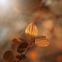 hojas de los árboles marrones en la temporada de otoño foto