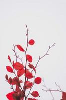 hojas de los árboles rojos en la temporada de otoño, colores otoñales foto