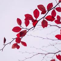 hojas de los árboles rojos en la temporada de otoño, colores otoñales