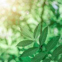 green tree leaves in the nature in springtime photo