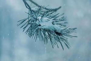 snow on the pine tree leaves in winter season photo