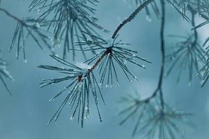snow on the pine tree leaves in winter season photo