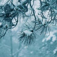 nieve en las hojas de los pinos en la temporada de invierno foto