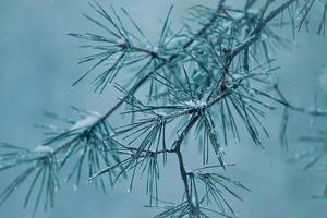 snow on the pine tree leaves in winter season photo