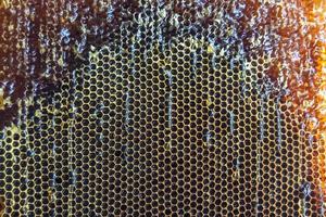 Honeycomb from bee hive filled with golden honey photo