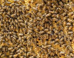 Honeycomb from bee hive filled with golden honey photo