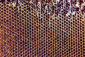 Honeycomb from bee hive filled with golden honey photo