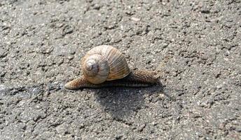 Caracol de jardín grande con concha arrastrándose sobre carretera mojada foto