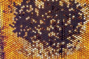 Honeycomb from bee hive filled with golden honey photo