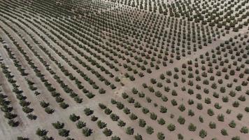 Aerial drone view of olive trees plantation in Andalusia, Spain. Vast fields planted with olive trees. Organic and healthy food. Agriculture and crops. Olive oil origin. video