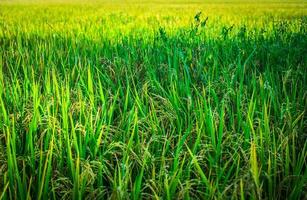 Fresh green rice field background. Lush green paddy in rice field. Spring and Summer Background