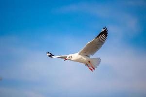 gaviotas en bang pu. las gaviotas migratorias frías de siberia a las regiones cálidas de tailandia. haciendo que bang pu se convierta en uno de los destinos turísticos más importantes de tailandia. foto