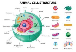 anatomía de células animales vector