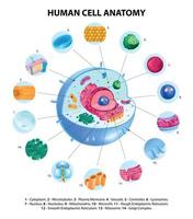 Cell Anatomy Infographics vector