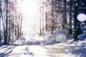 Mysterious winter landscape majestic mountains in winter. Magical winter snow covered tree. Photo greeting card. Bokeh light effect, soft filter. Carpathian. Ukraine. Europe