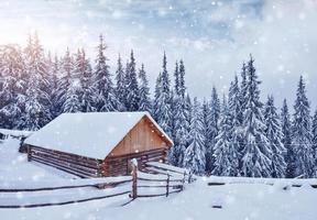 acogedora cabaña de madera en lo alto de las montañas nevadas. grandes pinos al fondo. pastor kolyba abandonado. día nublado. montañas de los Cárpatos, Ucrania, Europa foto