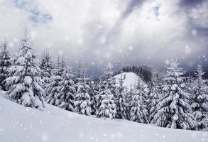 winter landscape trees and fence in hoarfrost, background with some soft highlights and snow flakes. Carpathian mountains, it is snowing. Ukraine, Europe photo