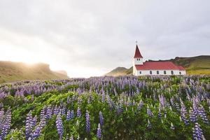 Lutheran church in Vik. The picturesque landscapes of forests and mountains. Wild blue lupine blooming in summer. Orange sunset in Iceland photo