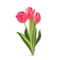 Realistic pink red tulips with green leaves isolated on white background vector