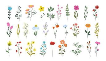 Collection of beautiful wild herbs, herbaceous flowering plants, blooming flowers, isolated on white background. Hand drawn detailed botanical illustration.