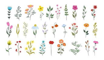 Drawing wild flowers Royalty Free Vector Image