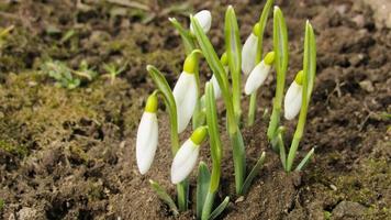 wdrop flowers. white snowdrops. the first spring flowers. spring is near photo