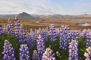 majestic dramatic scene. fantastic sunset over the meadow with flowers lupine and colorful clouds on the sky. picturesque rural landscape. color in nature. beauty in the world photo