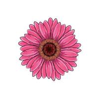 Brite pink magenta color with black and white line gerbera flower isolated. Hand-drawn contour lines and strokes. Vector flower gerbera. Element for design. Gerber Daisy sketch illustration.