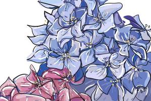 Vector hand drawn sketch abstract outline Hydrangea or Hortensia flower bunch in pastel pink blue isolated on white background. Contour ornamental garden plant Hydrangea for summer design.