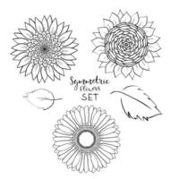 conjunto de flores de verano simétricas florales. gerbera dibujada a mano, girasol, ilustración vectorial de contorno sobre fondo blanco. colección de patrones, plantillas, pancartas, carteles, invitación, diseño de tarjetas de felicitación. vector