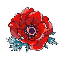 Vector illustration of red poppy with leaves. Single flower blooming closeup. Realistic hand drawn blossom. Floral design object. Summer, spring sign, outlined sketch symbol.