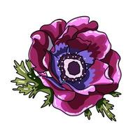 Single big hand drawn colored anemone. Purple flower with black line path, close-up, on a white background. Botanical vector illustration field flower. Beautiful blossom of Poppy Anemone Coronaria