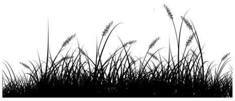 reed grass silhouette vector