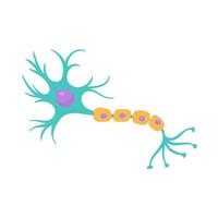 human sensory neuron model for biology studies vector