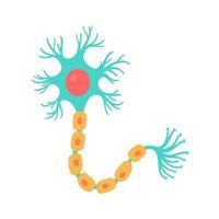 human sensory neuron model for biology studies vector