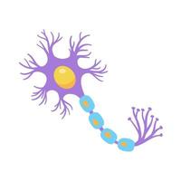 human sensory neuron model for biology studies vector