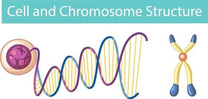 Cell and Chromosome Structure infographic