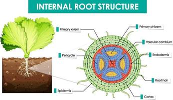 Diagram showing internal root structure vector