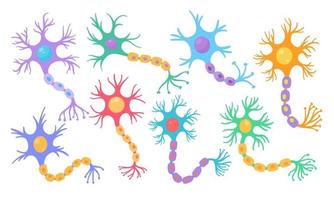 human sensory neuron model for biology studies vector