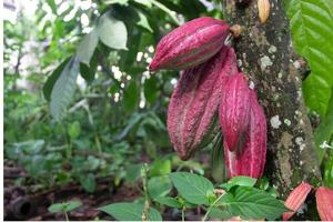 vainas de cacao rojas que no están listas para ser cosechadas, con un fondo de objeto borroso foto