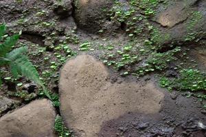 stone wall texture that has been overgrown by moss and grass photo