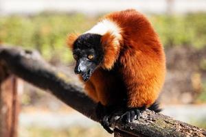 Red Ruffed Lemur monkey. Mammal and mammals. Land world and fauna. Wildlife and zoology. photo