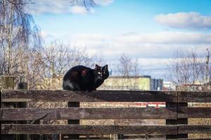 Black cat sitting on wooden plank fence on city with blue sky background and white clouds photo