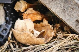 Aged parts of skull and bones hidden under concrete block on dry grass photo