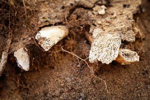 Broken aged bones hidden in brown sand with plant thread roots photo