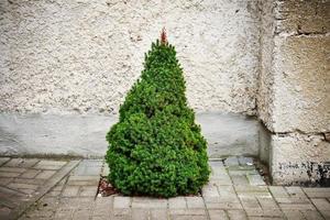 Small green baby fir growing on paved tiled yard near concrete building wall photo